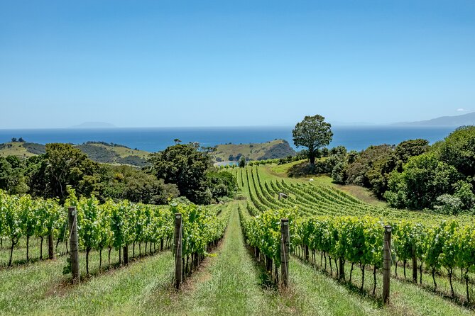 5 or 7 hour Far End of Waiheke Scenic Wine Tour in Electric Vans - The Far End of Waiheke: why this route feels different