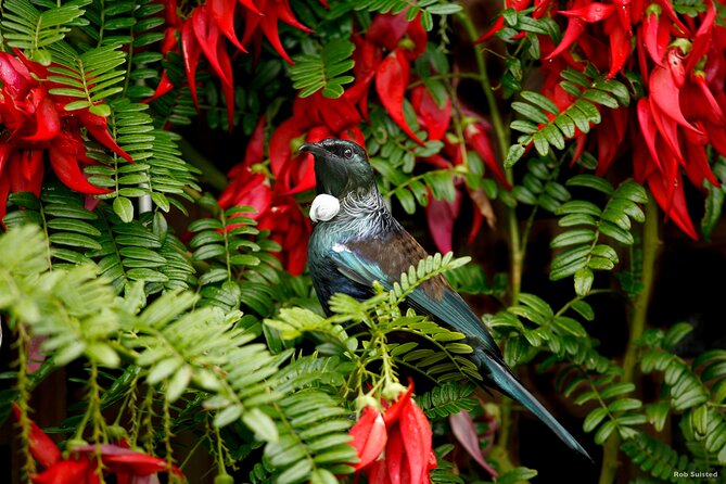 Afternoon Piha Beach and Rainforest Tour from Auckland - Why this afternoon Piha and Rainforest loop works from Auckland