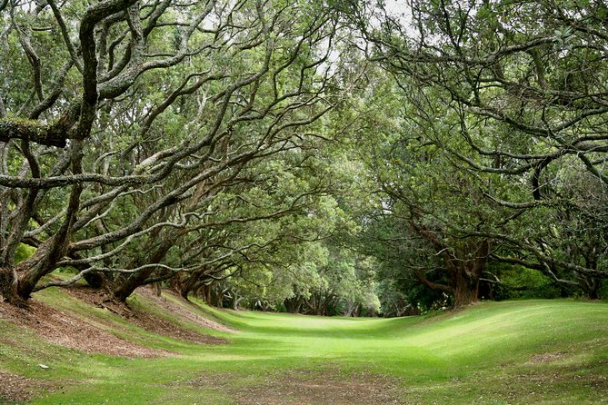 Auckland City & Native Forest Experience - Fully Guided Day Tour - Mt Eden summit walk: a 2 km loop with big payoff