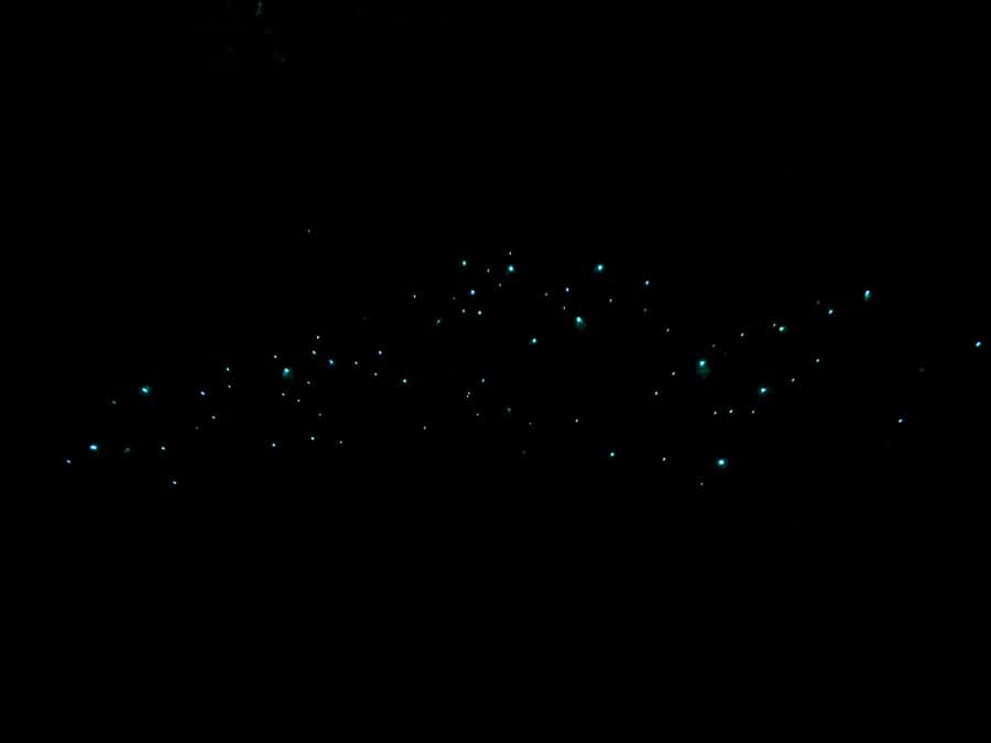 Auckland: Inner-City Glowworm Experience in Ancient Volcano - Key things that make this Auckland glowworm tour different