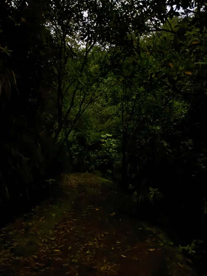 Auckland: Inner-City Glowworm Experience in Ancient Volcano - Who should book, and who should skip it
