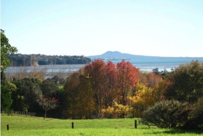 Auckland Nature Tour - One Tree Hill (Maungakiekie): cattle, sheep, and a surprisingly fun walk