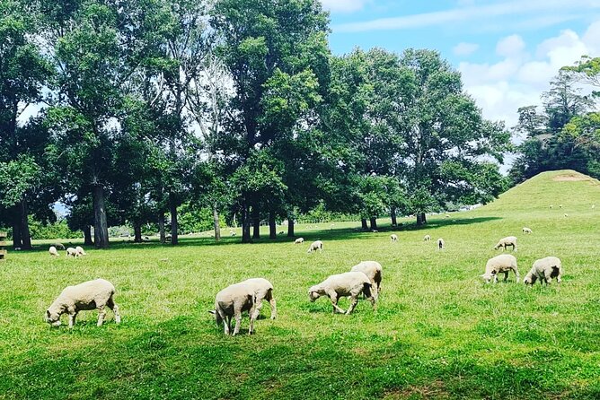 Auckland Nature Tour - Price and Value: What You’re Actually Paying For