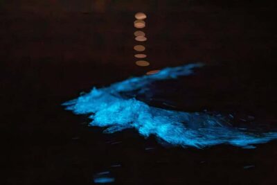 Auckland: Night Kayak Tour in Glowing Bioluminescent Waters - Safety Briefing First: How They Set You Up for a Confident Paddle