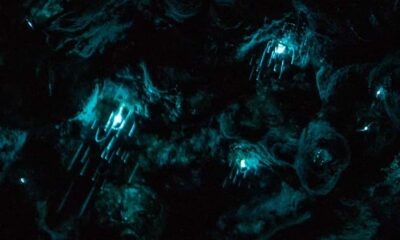 Auckland North Shore Glowworm Tour - Awaruku Reserve walk: kauri, nikau, and Māori settlement context
