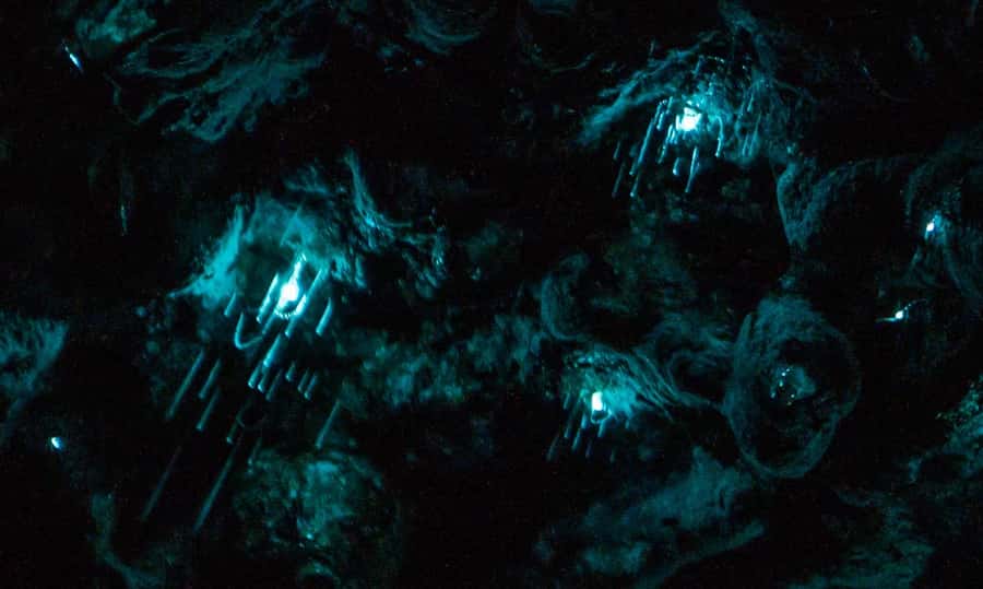 Auckland North Shore Glowworm Tour - Awaruku Reserve walk: kauri, nikau, and Māori settlement context