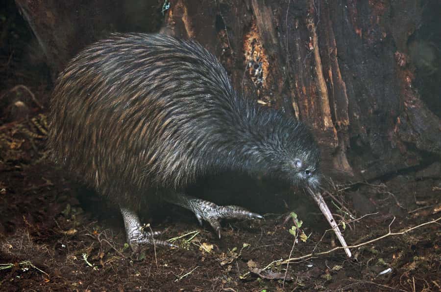 Auckland (Tawharanui): Wild Kiwi Bird Spotting Encounter - What the night feels like: from briefing to quiet return