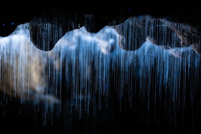 Auckland to Rotorua via Waitomo Caves Small Group Tour (One Way) - Comfort, timing, and weather: small details that can make or break the day