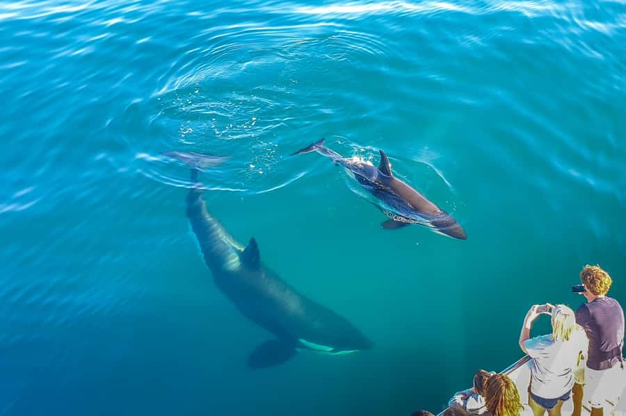 Auckland: Whale and Dolphin Watching Half-Day Eco Cruise - Who should book this eco cruise from Auckland