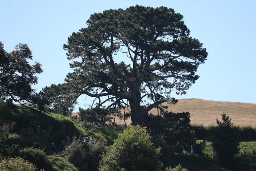 From Auckland: Hobbiton Afternoon Tour - The walking tour on the Hobbiton Movie Set (and what to notice on foot)