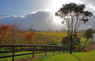 From Auckland: Small Group Kumeu Wine Tour with Lunch - Price and what you’re really paying for ($185 for 5 hours)