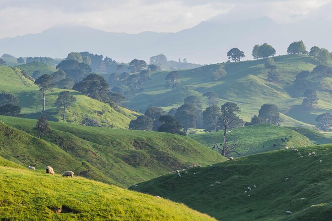 Hobbiton Movie Set Guided Day Tour with Lunch from Auckland - Timing and transport: plan for a full day, not a quick fix
