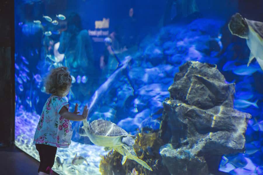 Sea Life Kelly Tarlton's Aquarium General Admission - Timing Tips: How to Avoid the Most Common Friction