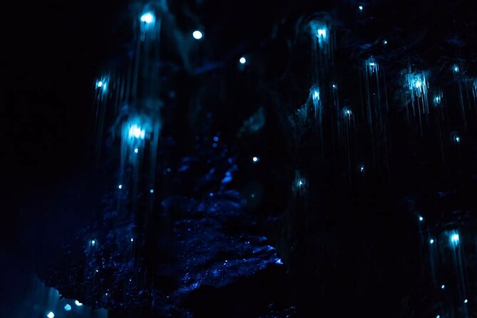 See Auckland's Secret Glow Worms - Key Points Worth Knowing Before You Go