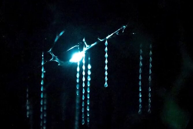 See Auckland's Secret Glow Worms - Getting There in Comfort: The 25-Minute Ride from Auckland