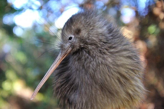 Twilight Wild Kiwi Bird Encounter Private Tour - Key moments that make this tour different