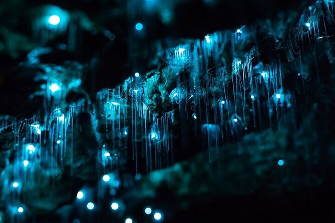 Waitomo Glow Worm Caves - Price and Value: Is $173.14 Worth It?