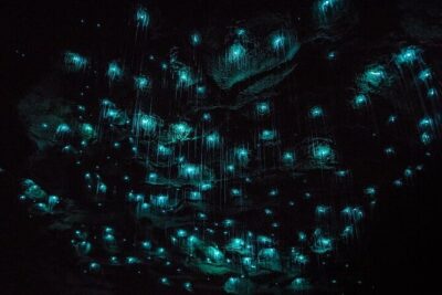 Waitomo Glow Worm Caves & Te Puia (Rotorua) Private Tour - Waitomo Glow Worm Caves: walking glowworms and a river boat ride