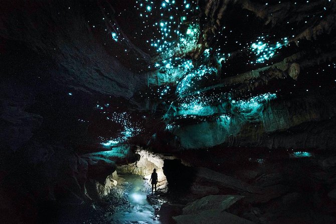 Waitomo’s Hidden Gem: Small-Group Off the Beaten Track Tour - The walk in: prep, safety briefing, and a taste of the bush